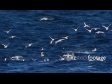 Hauraki Gulf Gannets, Aerial 2694